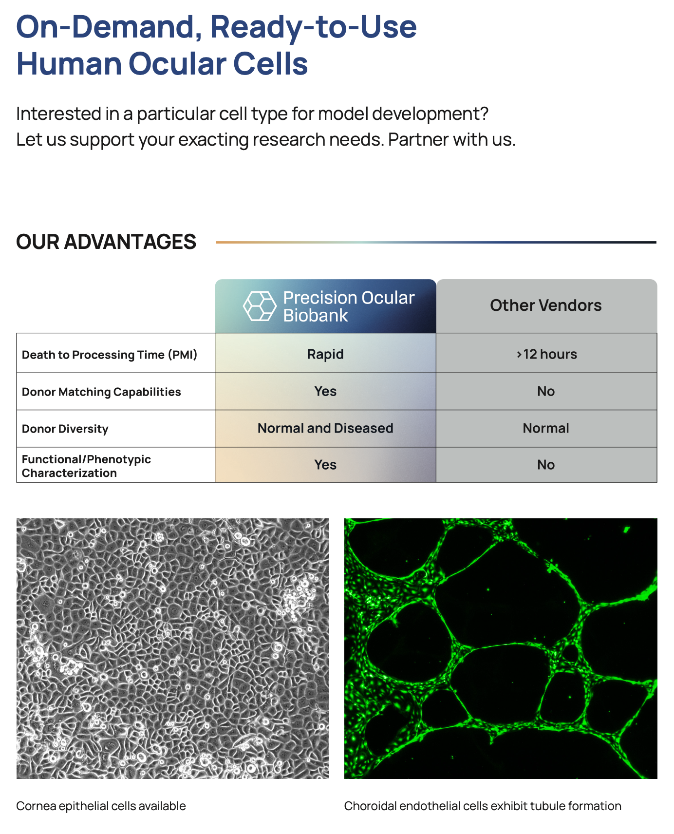 Ocular Cells